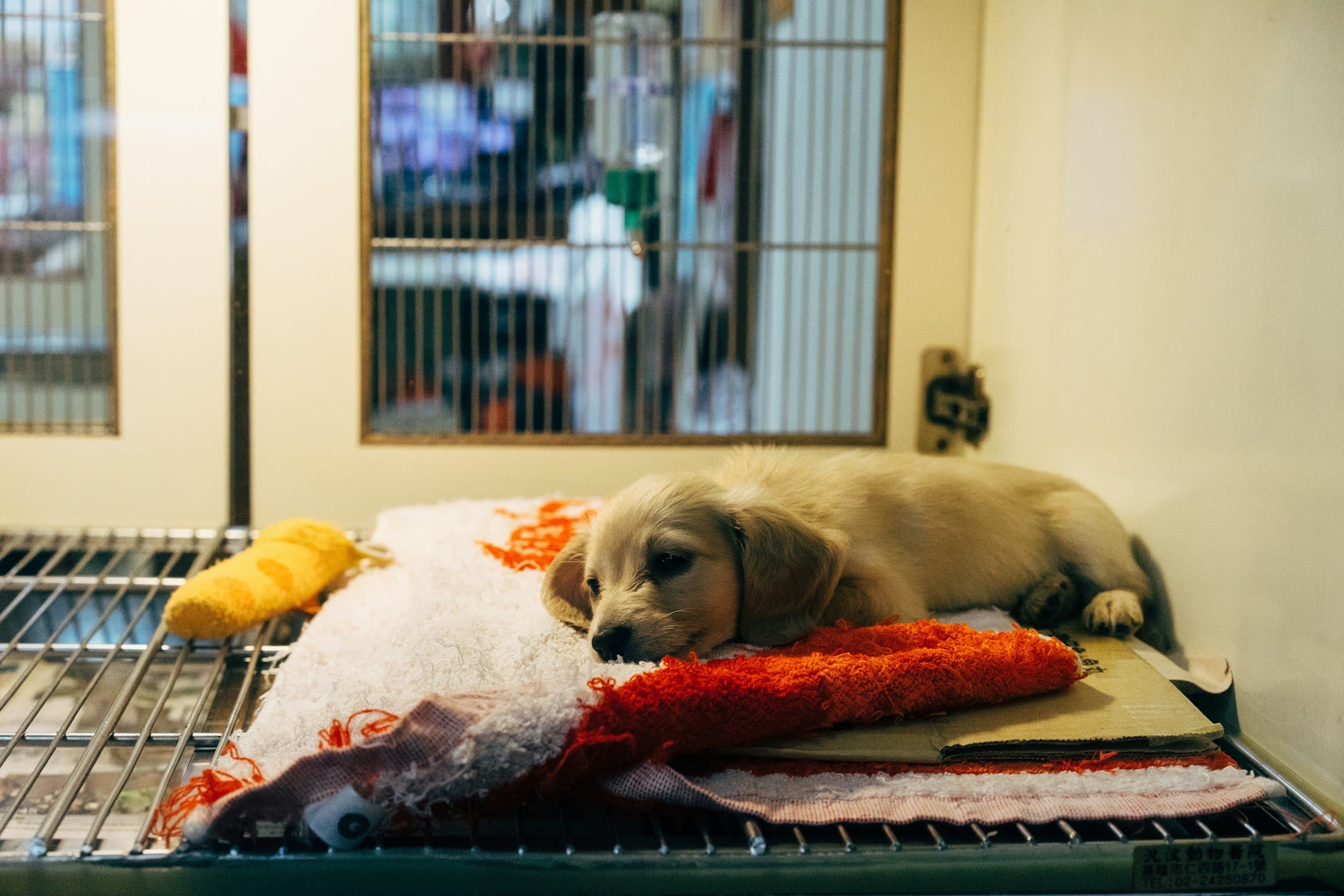 A relaxed dog resting at home in Colorado Springs